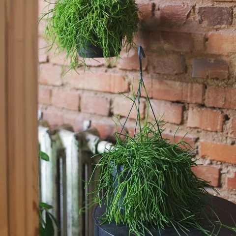 Рипсалис